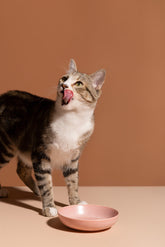 Is Wet Cat Food Good for Kittens and Senior Cats? What Cat Owners Should Know