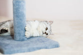 How to Clean a Cat Tree for Large Cats: A Practical Guide for Australian Homes