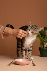 Best Wet Cat Food for Indoor Cats With Sensitive Stomachs: What Actually Helps?