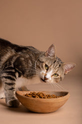Cat Dry Food vs Wet Food: Which Is Better for Your Cat?