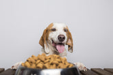 How to Choose Dry Dog Food Based on Your Dog’s Size, Energy and Stomach
