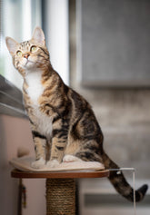 How to Use Cat Scratchers to Protect Your Furniture at Home