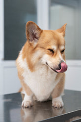 Wet vs Dry Dog Food: What Every Dog Owner Should Know