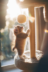 Cat Tree for Large Cats in Small Apartments: Where to Put It Without Losing Your Living Room
