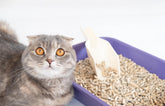 Tofu Cat Litter vs Plant Based Cat Litter: 2026 Guide for Australian Cat Owners