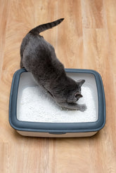 How Often Should You Change Tofu Cat Litter?