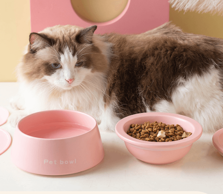 3-in-1 Ceramic Cat Bowl with Non-Slip Strip-Petroom
