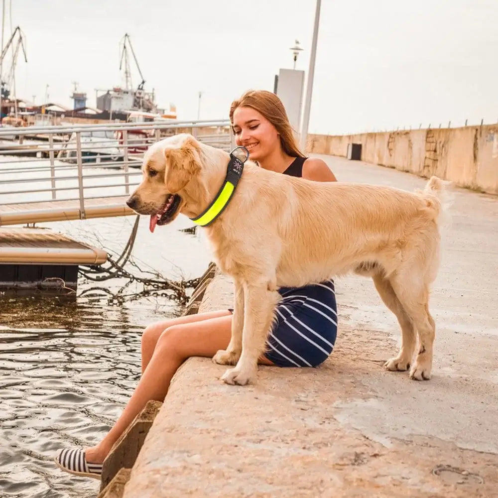 50cm USB Rechargeable Light-up LED Pet Collar-Petroom