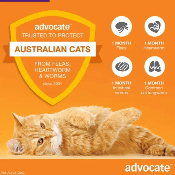 ADVOCATE Flea Heartworm and Worm For Big Cat 3pack (Purple)-Petroom