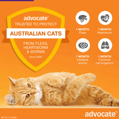 ADVOCATE Flea Heartworm and Worm For Big Cat 3pack (Purple)-Petroom