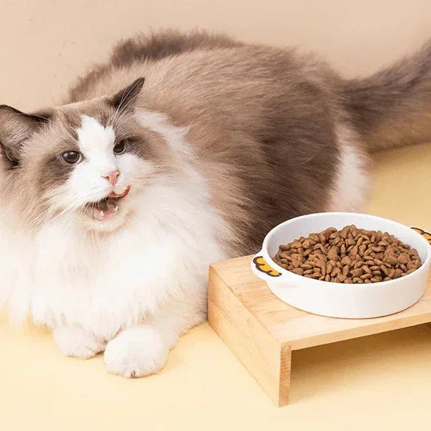Fluffy cat eating dry food from elevated bowl, stylish pet feeding setup for cats