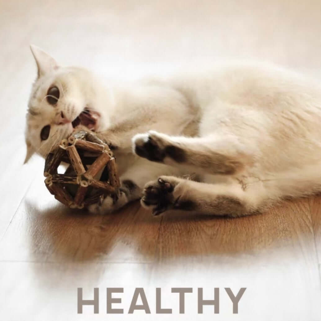 Dental Chew Catnip Cat Toy Ball-Petroom