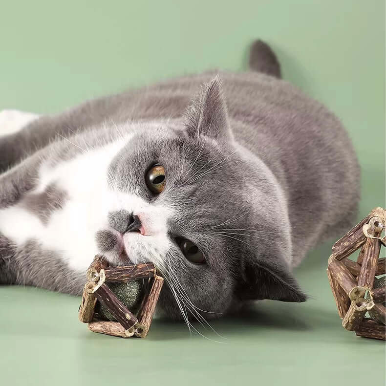 Dental Chew Catnip Cat Toy Ball-Petroom