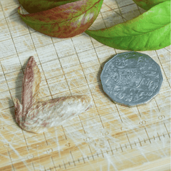 FUREEZE Freeze Dried Quail Wings 50g-Petroom