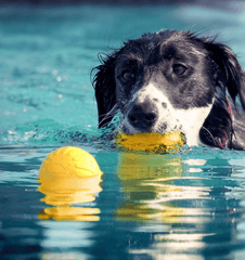 Floating Foam Dog Toy Ball with Rope – Safe & Durable Water Fetch Toy-Petroom