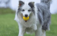Floating Foam Dog Toy Ball with Rope – Safe & Durable Water Fetch Toy-Petroom