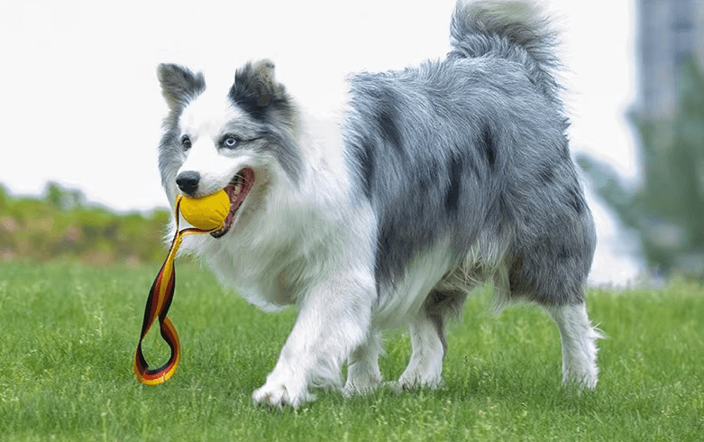 Floating Foam Dog Toy Ball with Rope – Safe & Durable Water Fetch Toy-Petroom