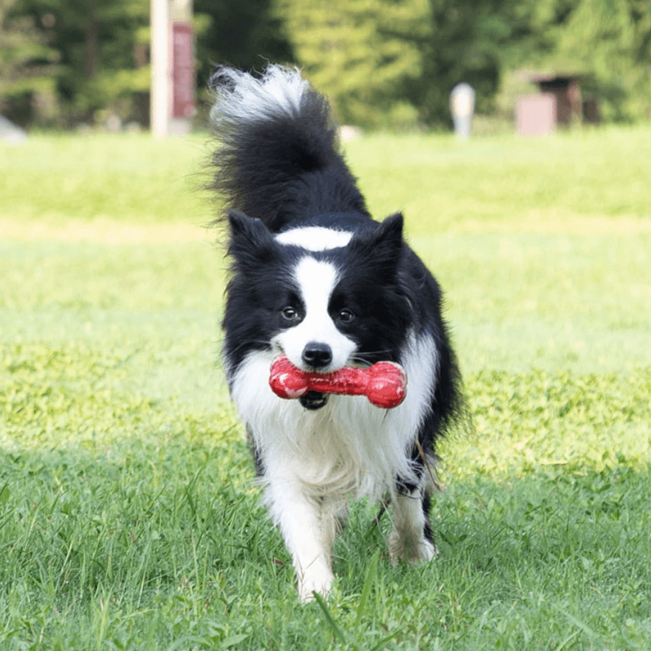 GiGwi Tough Dog Toys Rubber Bone Medium Large-Petroom