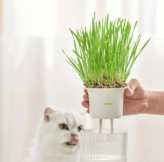 MICHU Soil-Free Cat Grass Kit With Extra Seed Pack-Petroom