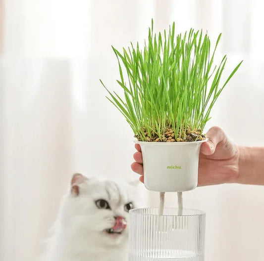 MICHU Soil-Free Cat Grass Kit With Extra Seed Pack-Petroom