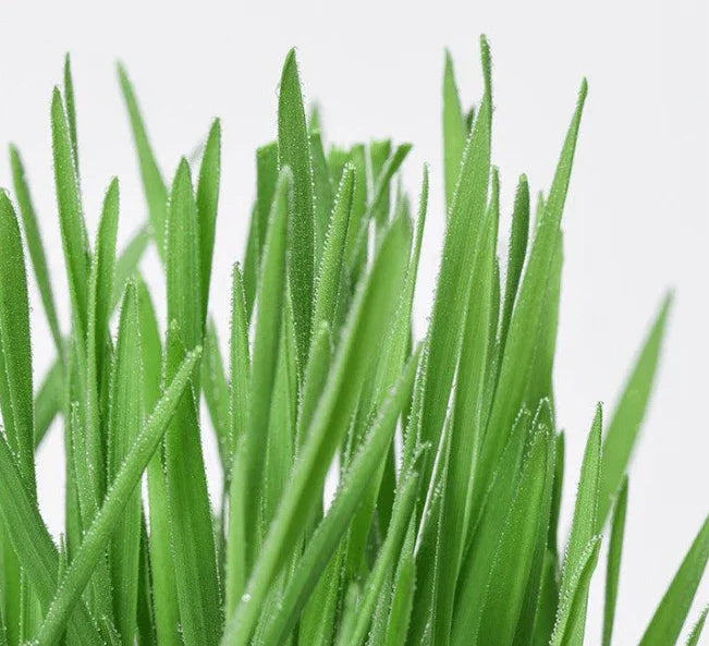 MICHU Soil-Free Cat Grass Kit With Extra Seed Pack-Petroom