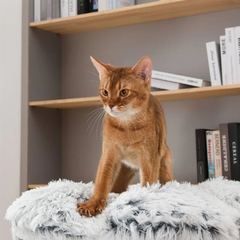 Michu Fluffy Blossom Real Wooden Cat Tree - Premium Quality & Stylish Cat Furniture - Extra Large-Petroom