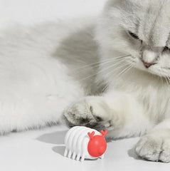 Fluffy gray cat playing with white and red caterpillar cat toy on white surface