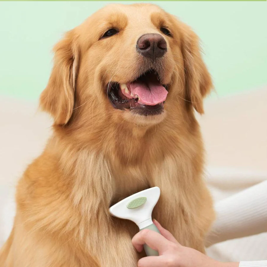 Michu Round-Head Grooming Dog/Cat Brush & Shedding Rake Bundle used on a golden retriever for effective grooming.