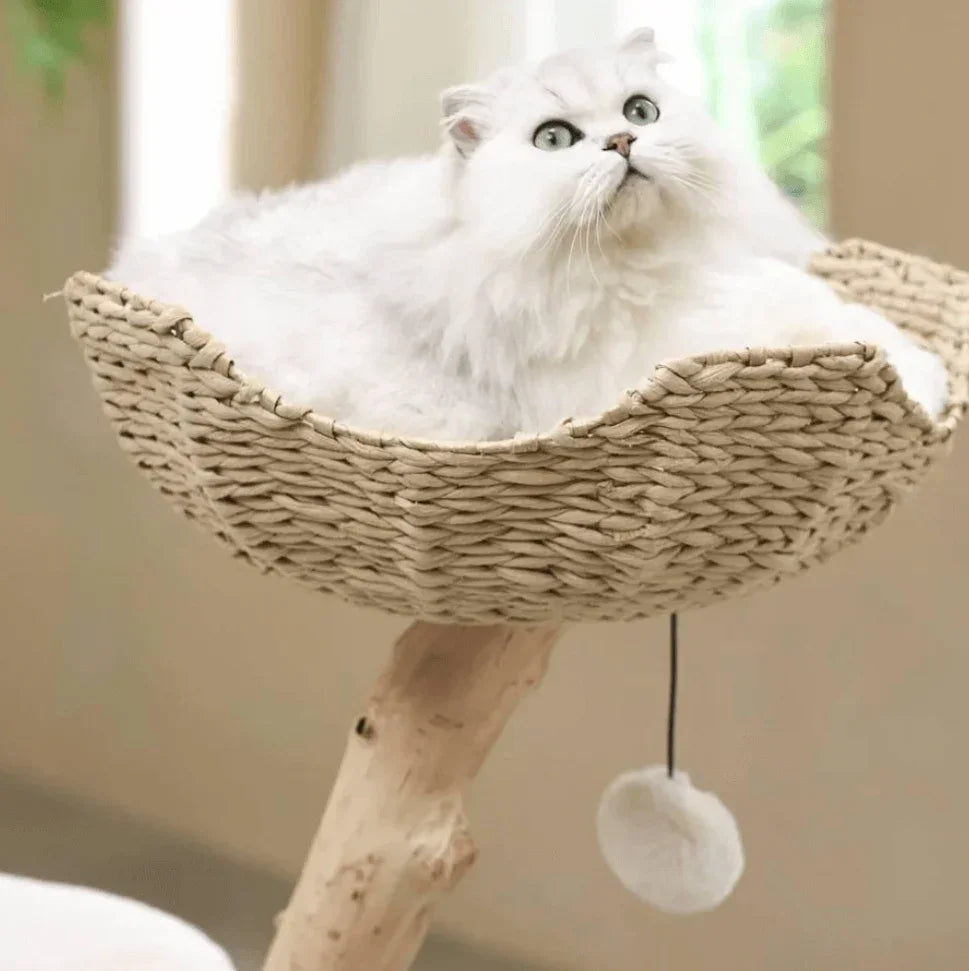 Fluffy white cat lounging in woven wicker cat tree bed with dangling pom-pom toy