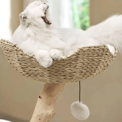 Fluffy white cat yawning in woven wicker cat bed on wooden perch with hanging pom-pom toy