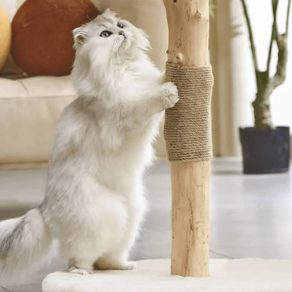 Fluffy white cat using natural wood scratching post with sisal wrap, ideal for indoor cat care and furniture protection.