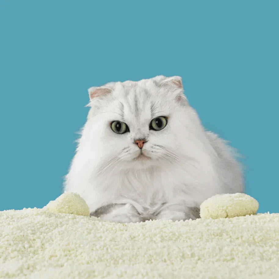 Fluffy white cat on cozy pet bed, stylish cat supplies for Melbourne pet owners