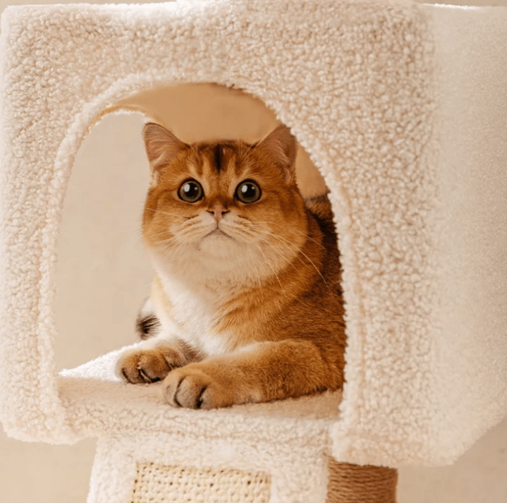 Ona's Cottage Multi-Tier Cat Tree with Cat Scratching Posts-Petroom