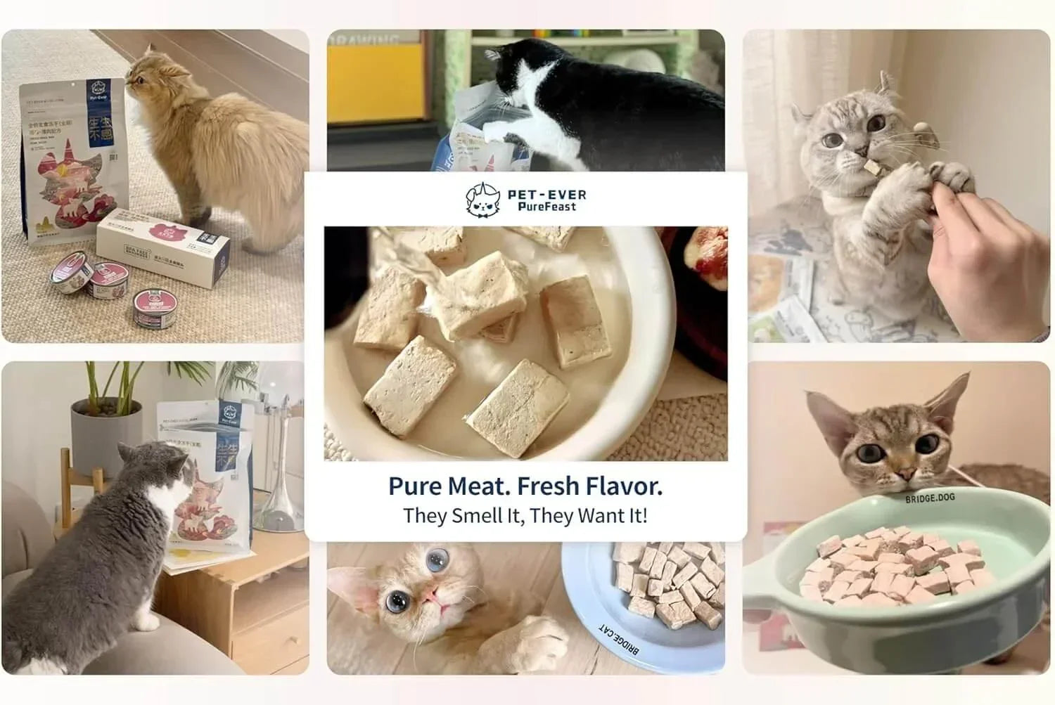 PET-EVER Freeze Dried Raw Cat Food Grain Free Beef/Chicken/Rabbit 400g-PETROOM