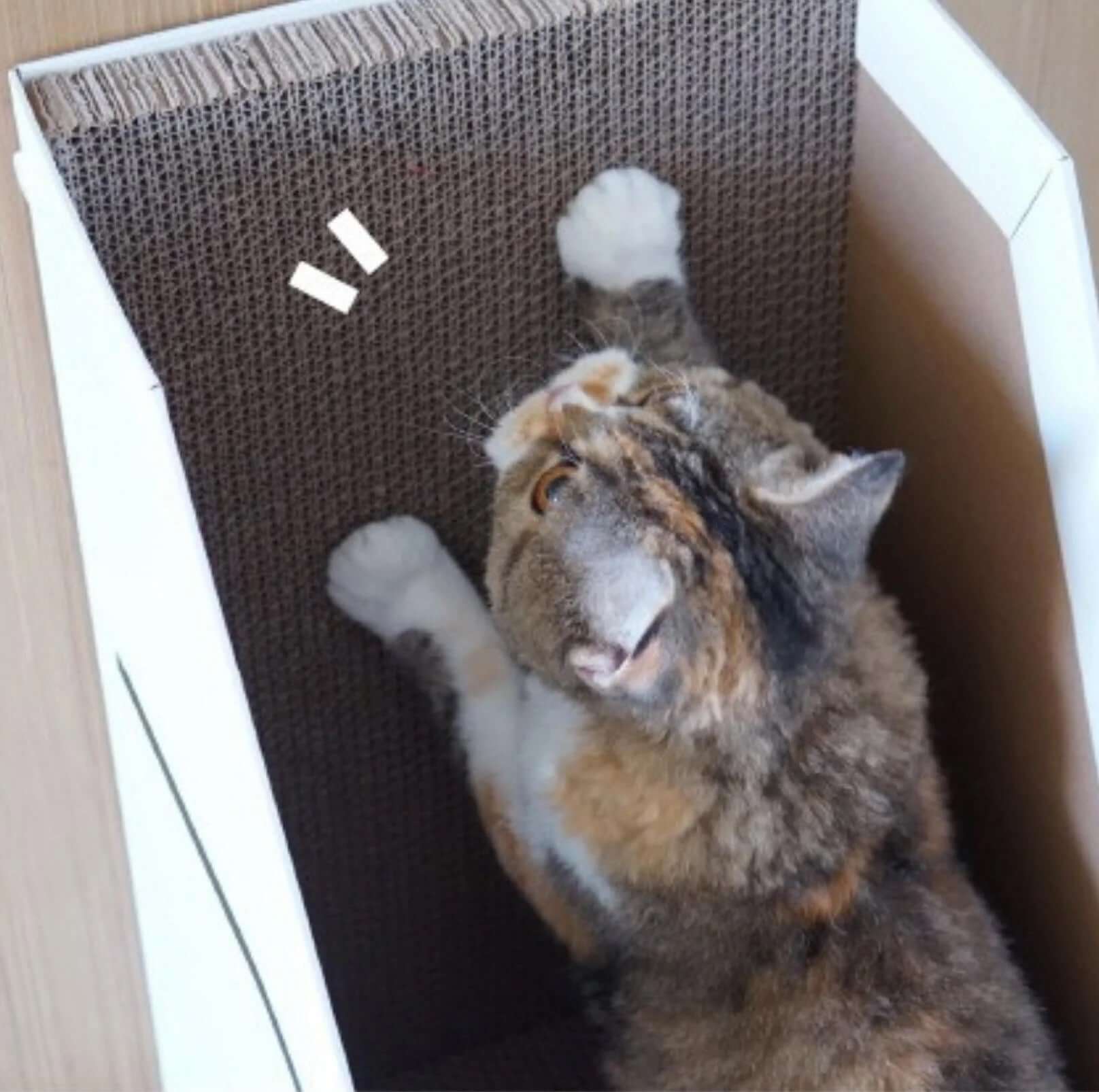 PURROOM Little Chick Series Vertical Cat Scratcher Box Cat Toy (Adjustable in height)-Petroom