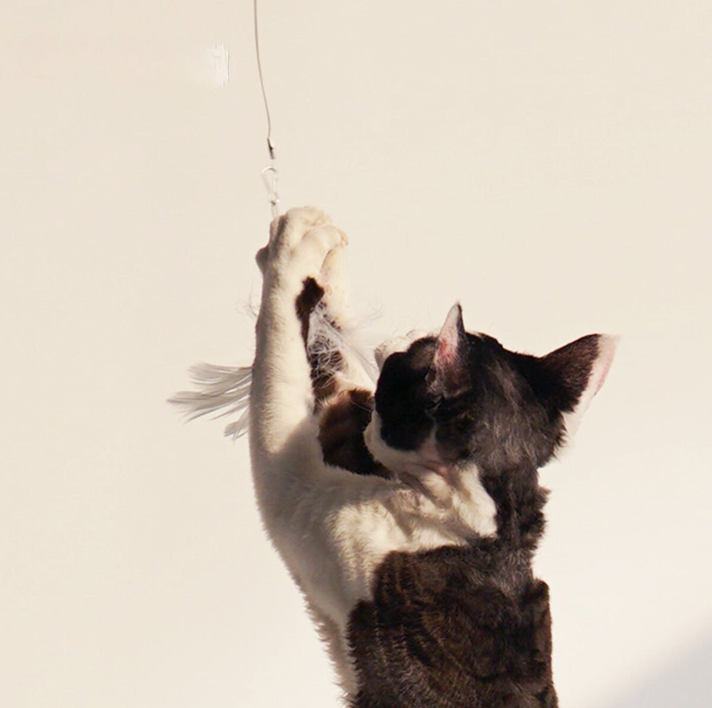 PURROOM Little Chicken Series: Extendable Feather Cat Stick Cat Toy-Petroom