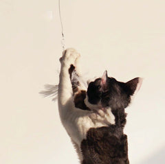 PURROOM Little Chicken Series: Extendable Feather Cat Stick Cat Toy-Petroom