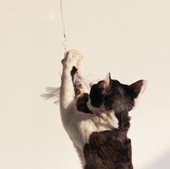 PURROOM Little Chicken Series: Extendable Feather Cat Stick Cat Toy-Petroom