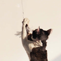 PURROOM Little Chicken Series: Extendable Feather Cat Stick Cat Toy-Petroom