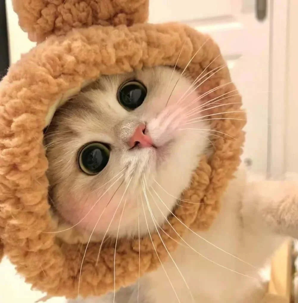 Pet Hat For Cat And Small Dog-Petroom