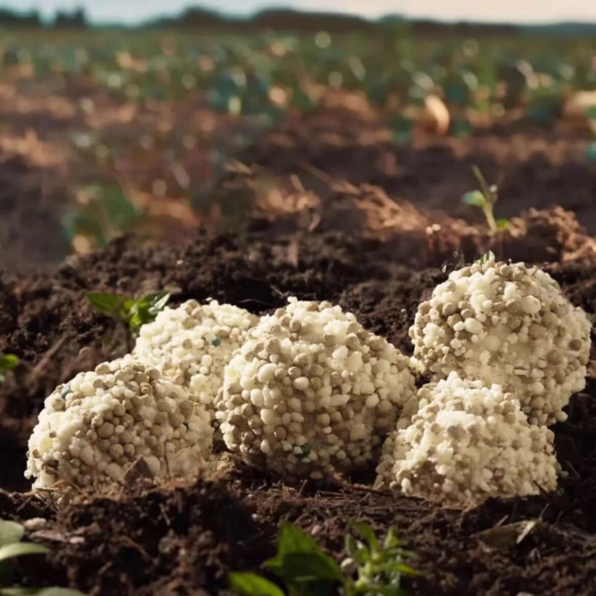 Petshy Plant Mixture Cat Litter 2.5kg-Petroom