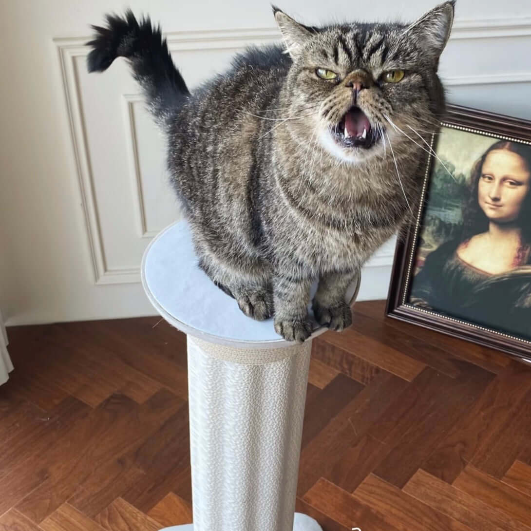 Roman Column Aesthetic Corrugated Cat Scratching Post – Stylish cat scratchers for Indoor Cats with a cat perched on top.