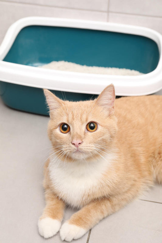 An orange and white cat sitting in front of a teal cat litter tray.