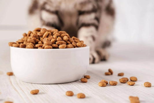 A tabby cat eagerly eating dry cat food from a white ceramic bowl on a wooden floor