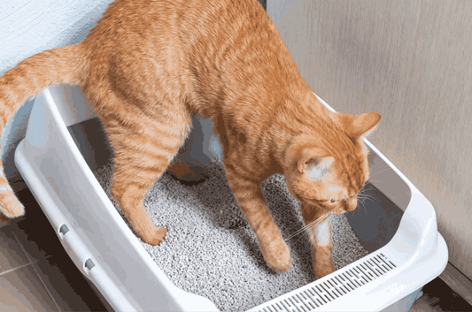 Ginger cat standing in a white litter box filled with tofu cat litter