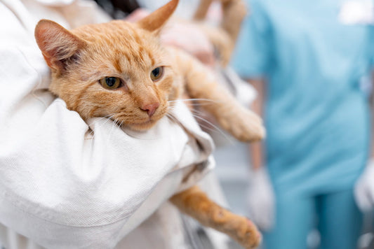 Veterinary nurse gently holding a cat during a health check, showing the importance of regular cat dental care and oral health support