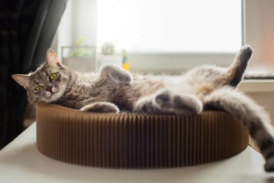 A grey cat relaxing on a corrugated cardboard cat scratcher bed.