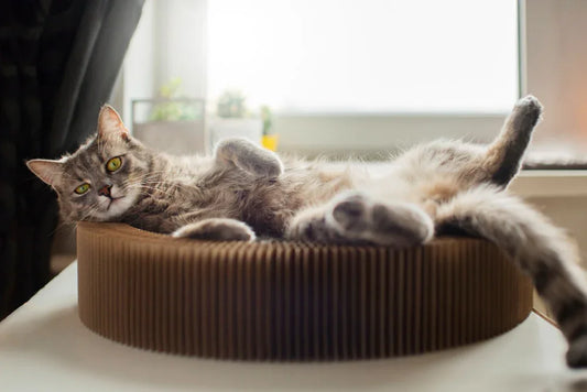 A fluffy kitten napping on cat scratchers