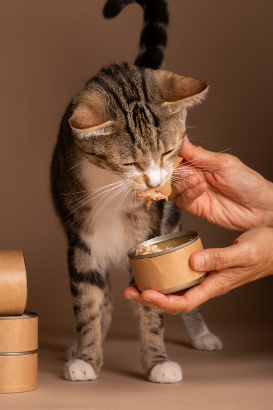 A tabby cat eating wet cat food from a person's hand and a can