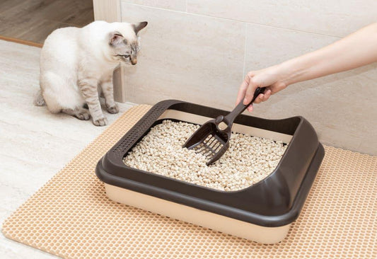 A person scooping tofu cat litter from a brown litter box with a cat watching nearby.